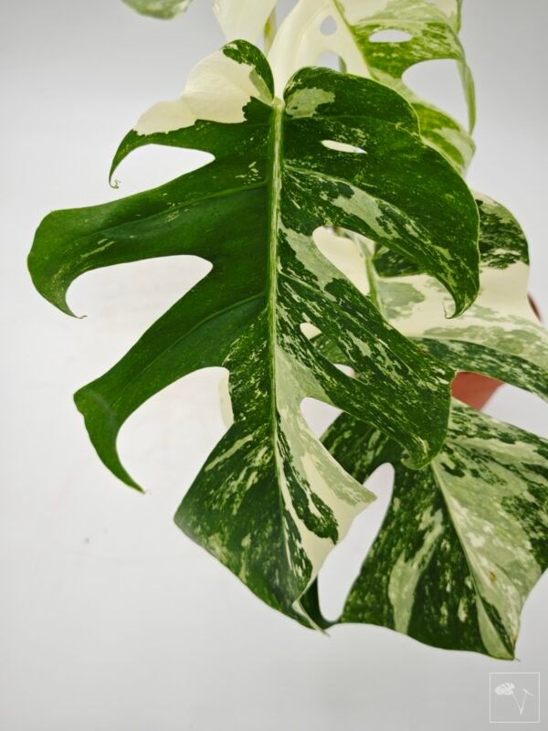 Monstera Albo Variegata (L) 2 - Imagen 2
