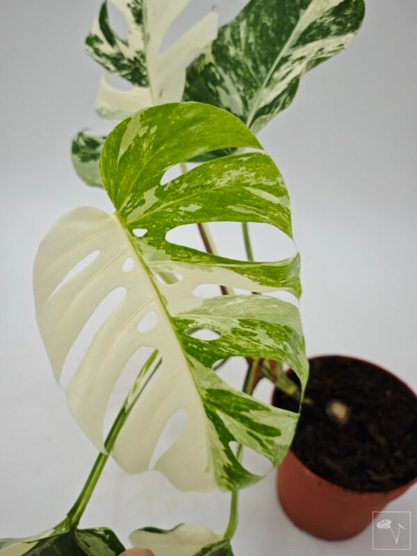 Monstera Albo Variegata (L) 2 - Imagen 3