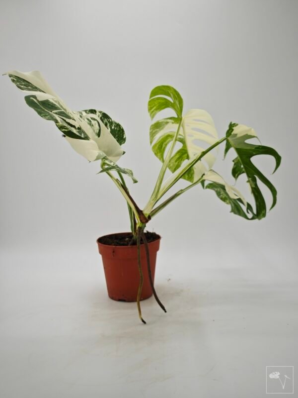 Monstera Albo Variegata (L) 2 - Imagen 4