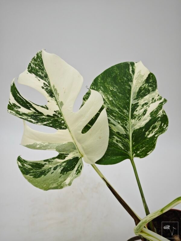 Monstera Albo Variegata (L) 2 - Imagen 5