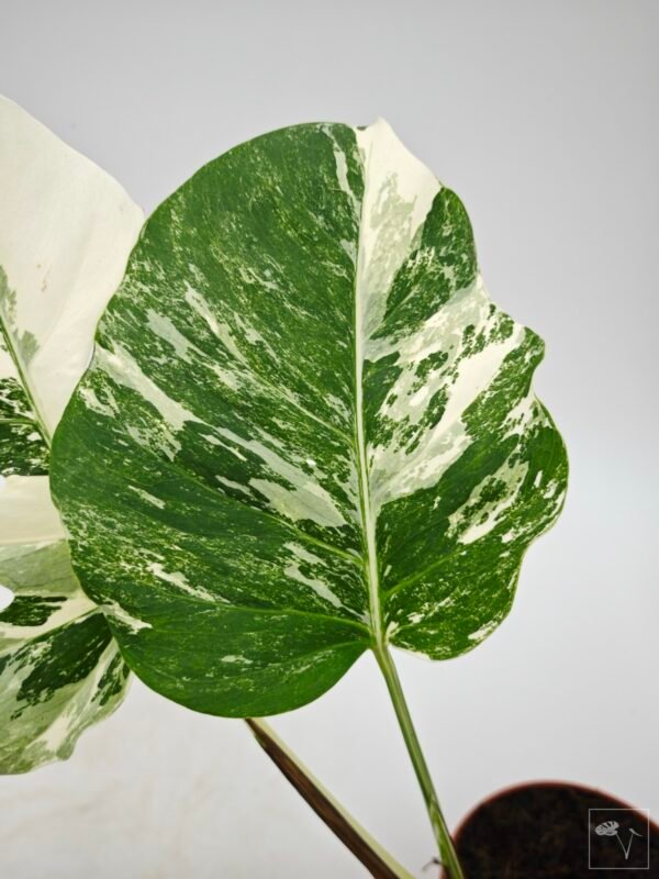 Monstera Albo Variegata (L) 2