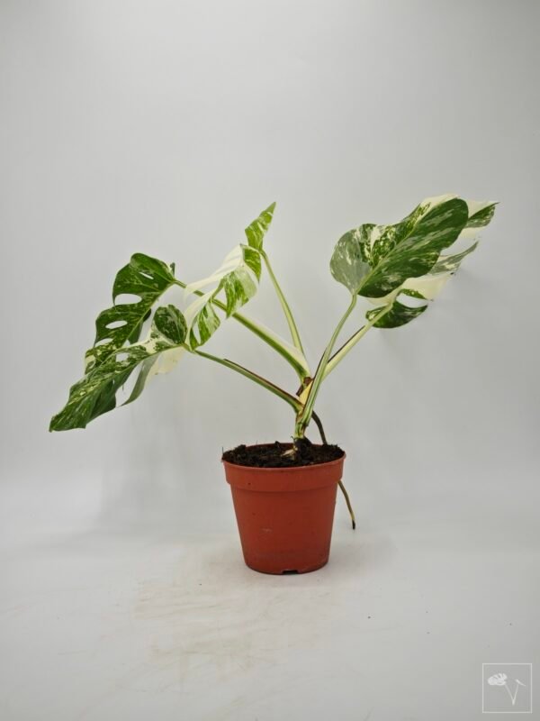 Monstera Albo Variegata (L) 2 - Imagen 7