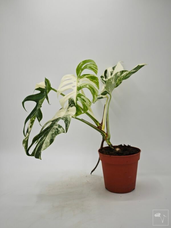 Monstera Albo Variegata (L) 2 - Imagen 8