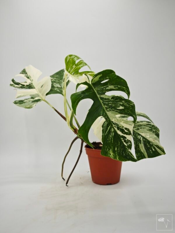 Monstera Albo Variegata (L) 2 - Imagen 9