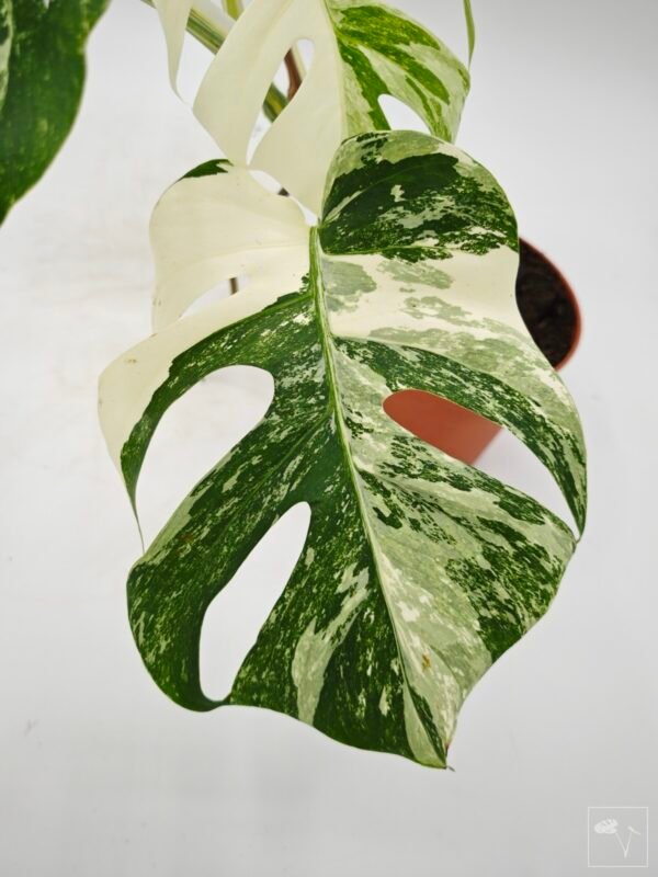 Monstera Albo Variegata (L) 2 - Imagen 10