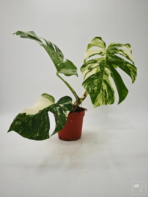 Monstera Albo Variegata (L) 3 - Imagen 2
