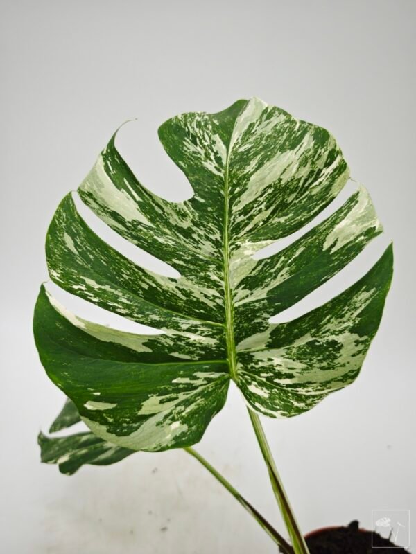 Monstera Albo Variegata (L) 3