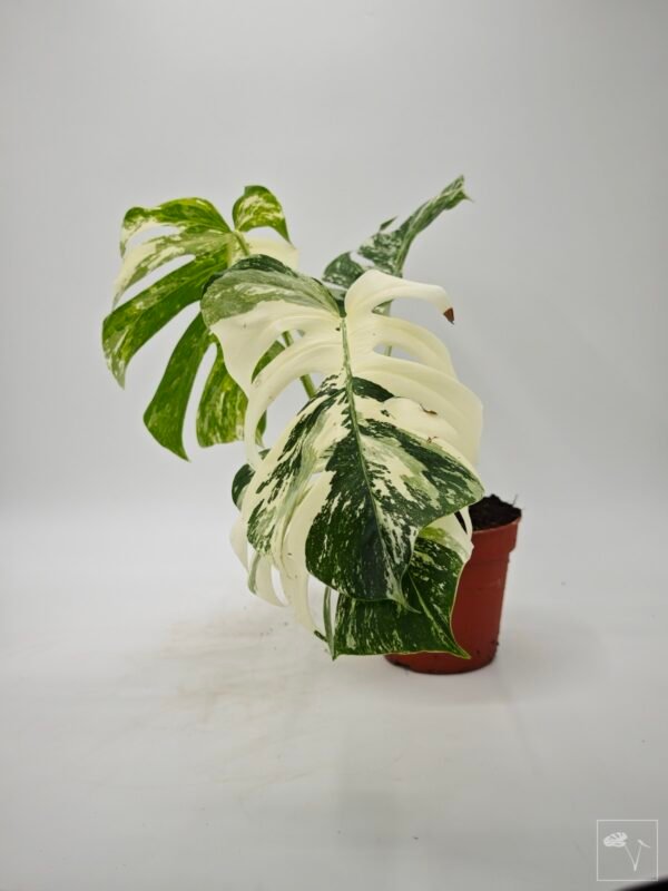 Monstera Albo Variegata (L) 3 - Imagen 4