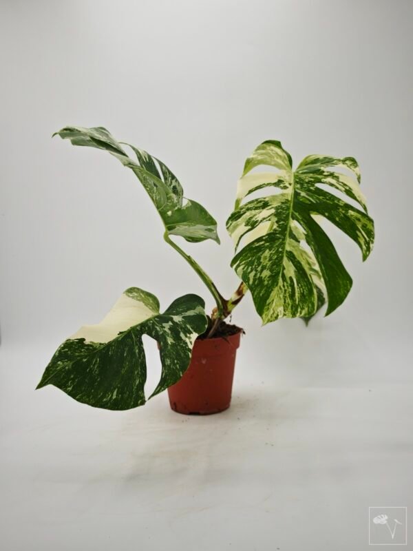 Monstera Albo Variegata (L) 3 - Imagen 5
