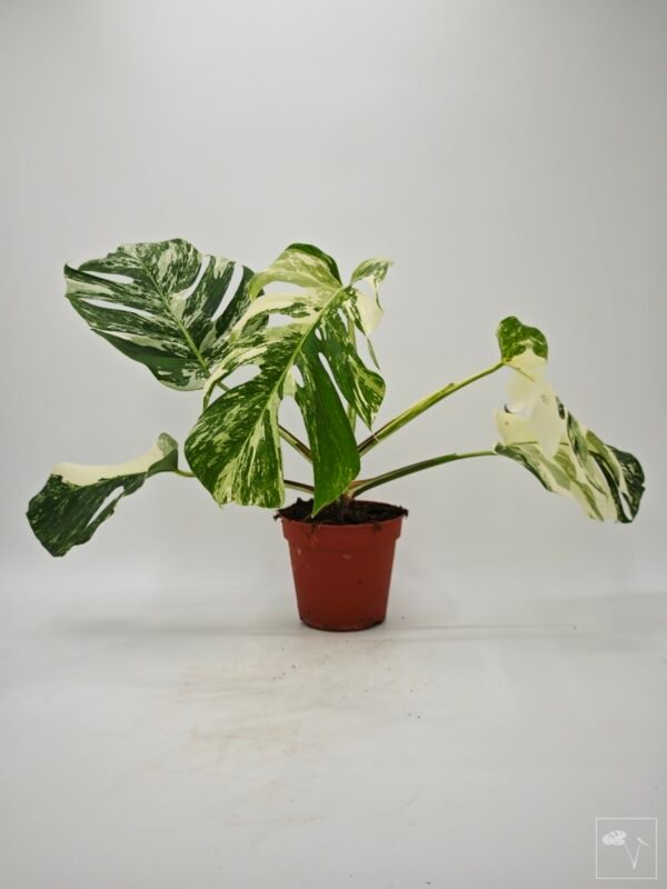 Monstera Albo Variegata (L) 3 - Imagen 6