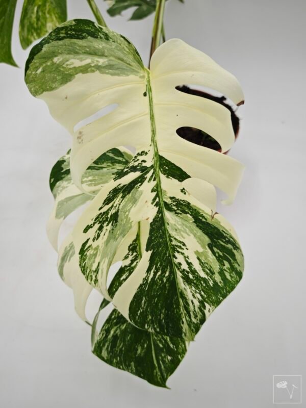 Monstera Albo Variegata (L) 3 - Imagen 9