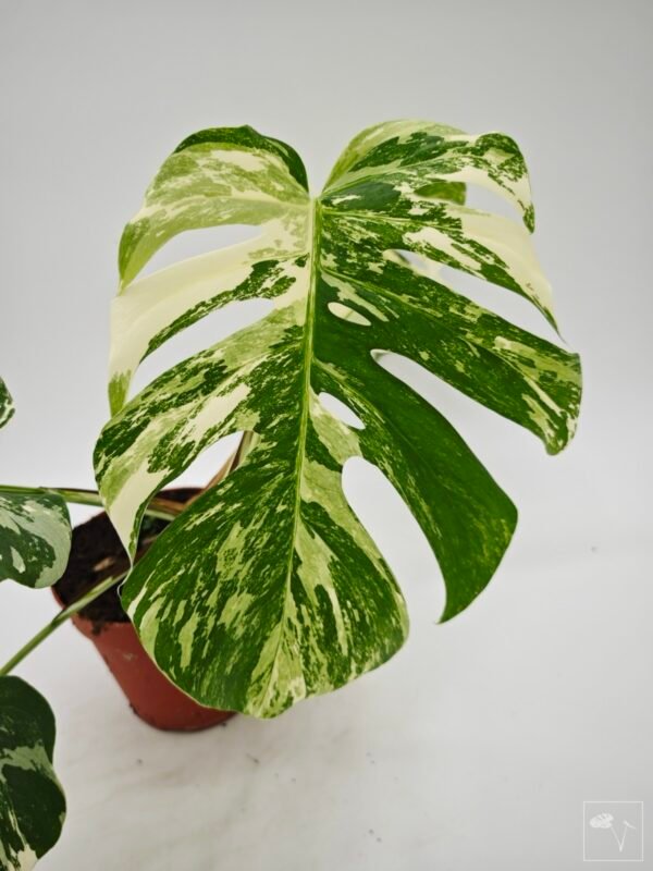 Monstera Albo Variegata (L) 3 - Imagen 10