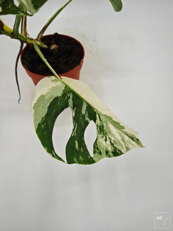 Monstera Albo Variegata (L) 4 - Imagen 2