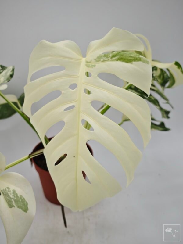 Monstera Albo Variegata (L) 4 - Imagen 3