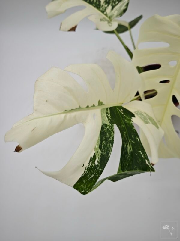 Monstera Albo Variegata (L) 4 - Imagen 4