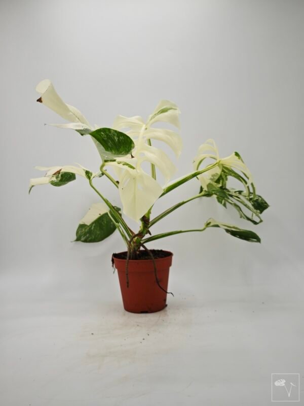 Monstera Albo Variegata (L) 4 - Imagen 5