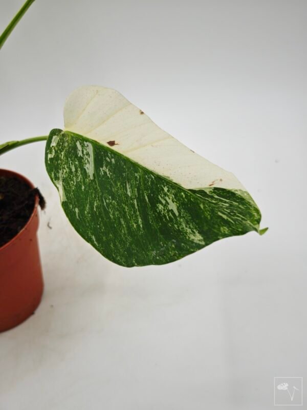 Monstera Albo Variegata (L) 4 - Imagen 6