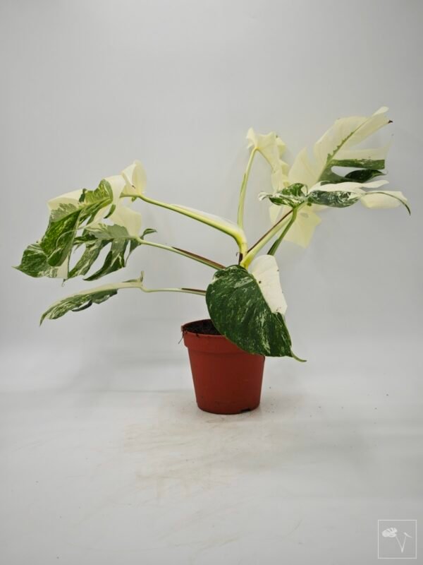 Monstera Albo Variegata (L) 4 - Imagen 7