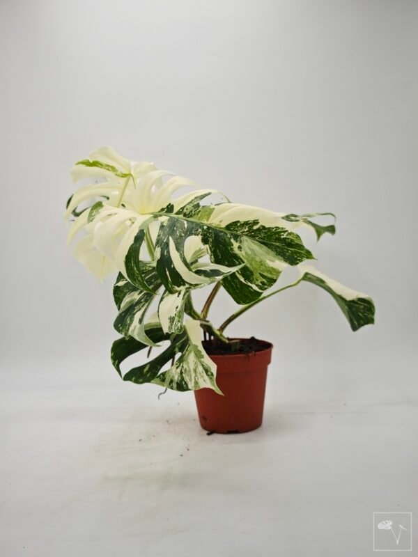 Monstera Albo Variegata (L) 4 - Imagen 8
