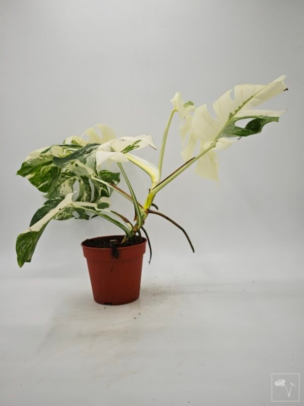 Monstera Albo Variegata (L) 4 - Imagen 9