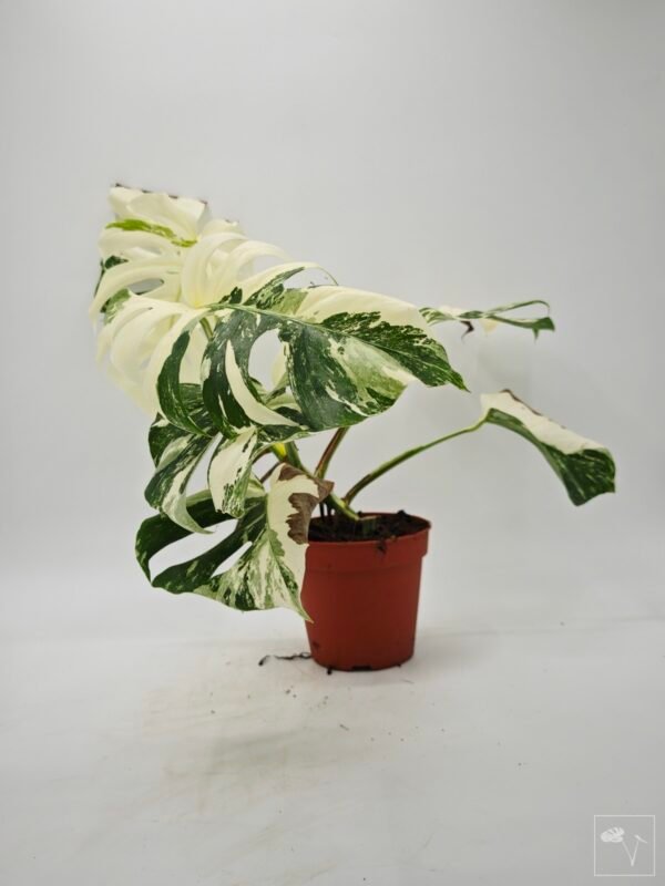 Monstera Albo Variegata (L) 4 - Imagen 10