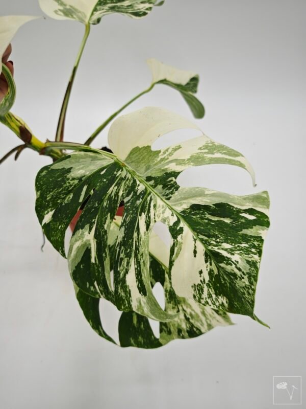 Monstera Albo Variegata (L) 4 - Imagen 11