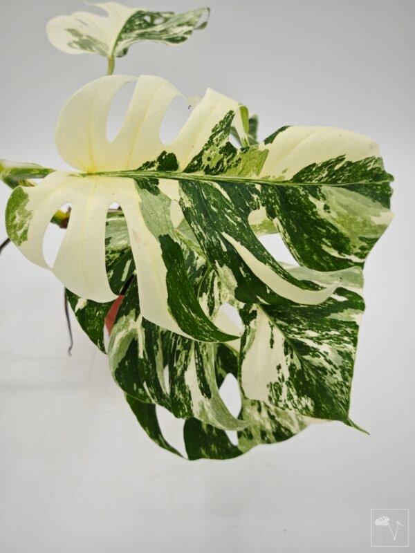 Monstera Albo Variegata (L) 4