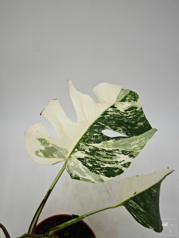 Monstera Albo Variegata (L) 4 - Imagen 13