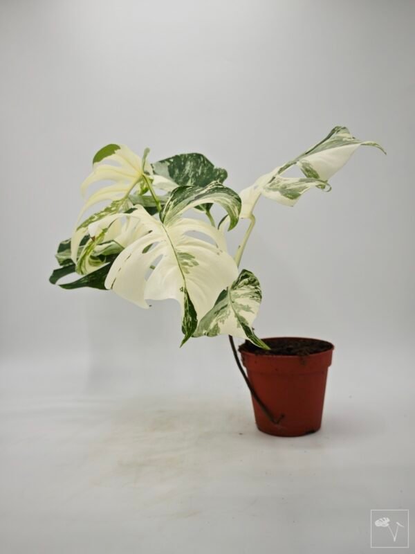 Monstera Albo Variegata (L) 5 - Imagen 2