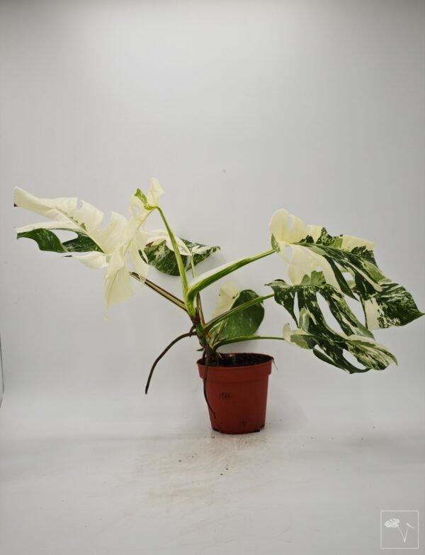Monstera Albo Variegata (L) 5 - Imagen 3