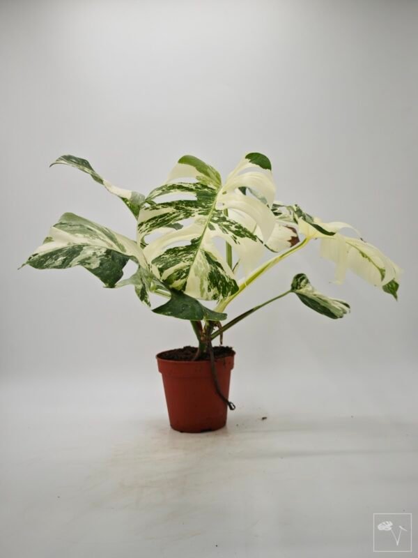 Monstera Albo Variegata (L) 5 - Imagen 4