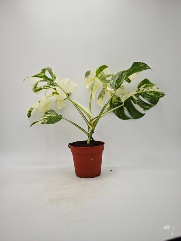 Monstera Albo Variegata (L) 5 - Imagen 5