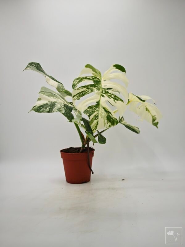 Monstera Albo Variegata (L) 5 - Imagen 7