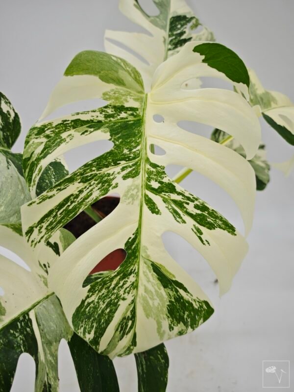 Monstera Albo Variegata (L) 5