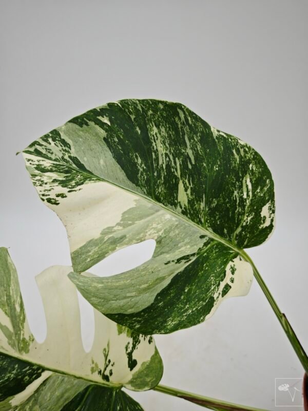 Monstera Albo Variegata (L) 5 - Imagen 9