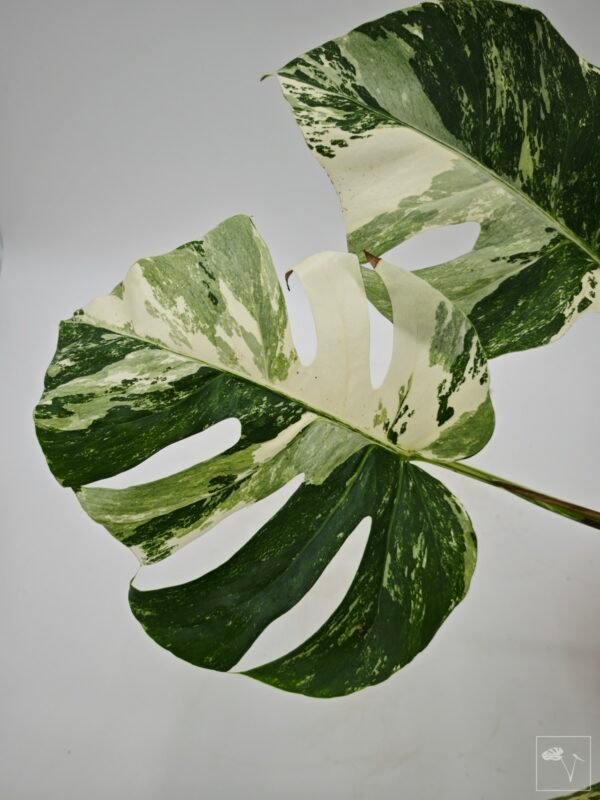 Monstera Albo Variegata (L) 5 - Imagen 10