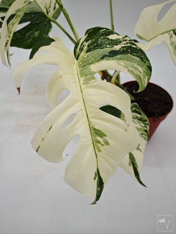 Monstera Albo Variegata (L) 5 - Imagen 11