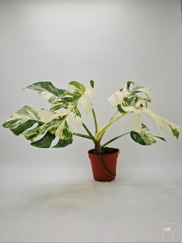 Monstera Albo Variegata (L) 5 - Imagen 12