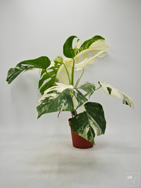 Monstera Albo Variegata (L) 6 - Imagen 2