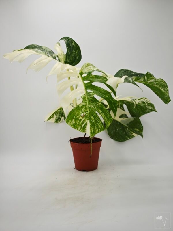 Monstera Albo Variegata (L) 6 - Imagen 3
