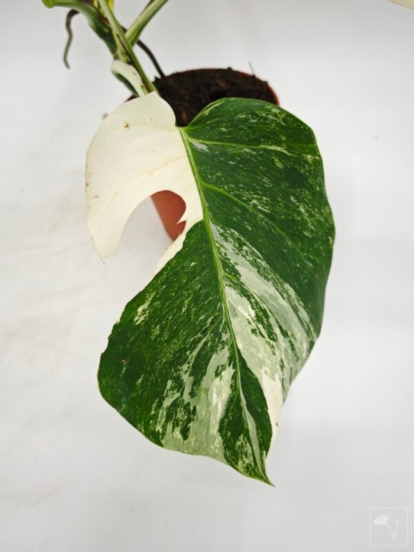 Monstera Albo Variegata (L) 6 - Imagen 4
