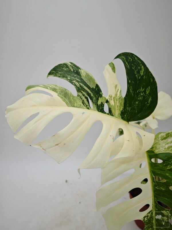 Monstera Albo Variegata (L) 6 - Imagen 5