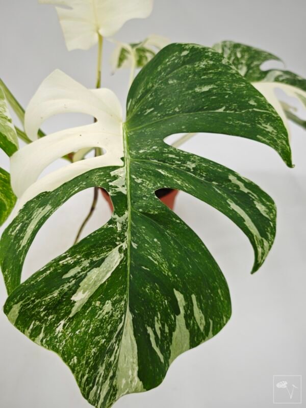 Monstera Albo Variegata (L) 6