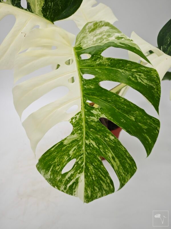 Monstera Albo Variegata (L) 6 - Imagen 7