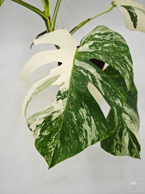 Monstera Albo Variegata (L) 6 - Imagen 8