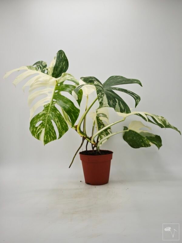 Monstera Albo Variegata (L) 6 - Imagen 9