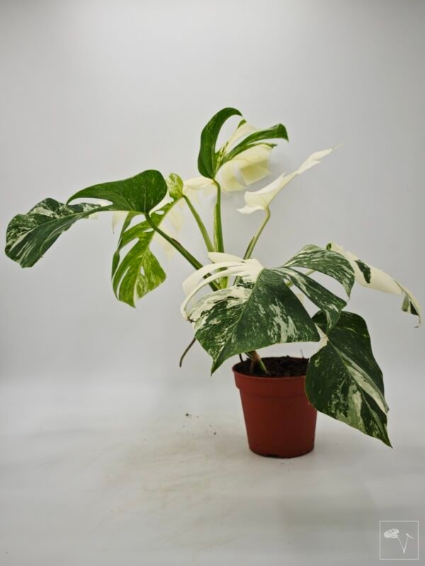 Monstera Albo Variegata (L) 6 - Imagen 10