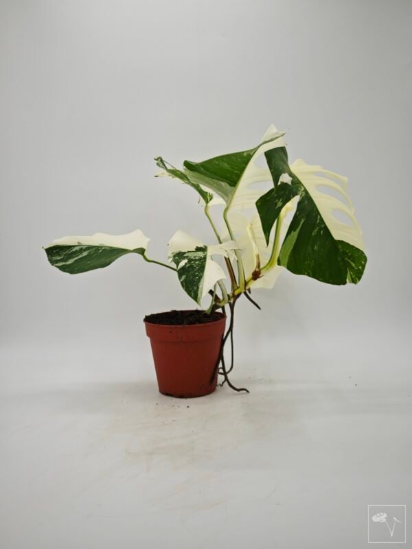 Monstera Albo Variegata (L) 7 - Imagen 2