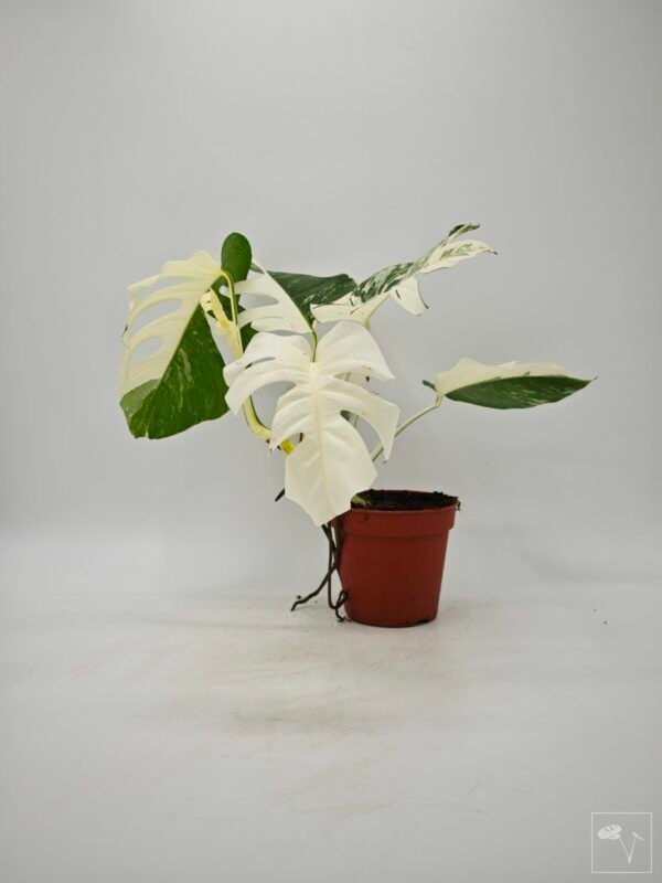Monstera Albo Variegata (L) 7 - Imagen 3