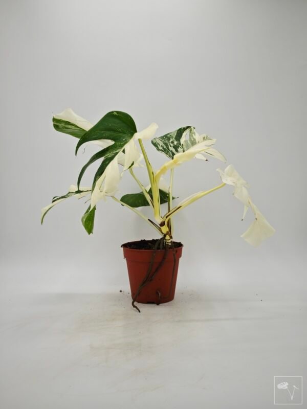 Monstera Albo Variegata (L) 7 - Imagen 4